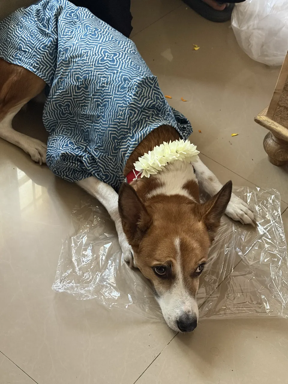 A brown-and-white dog in a blue printed coat wears a white flower garland on the floor